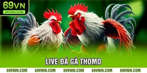 Live Đá Gà Thomo
