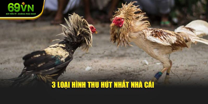 3 loại hình đá gà trực tiếp C5 thu hút nhất nhà cái