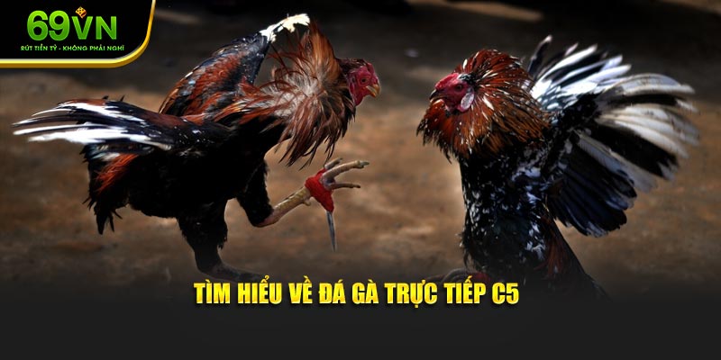 Tìm hiểu về đá gà trực tiếp C5
